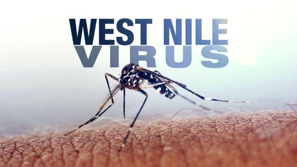 West Nile-positive mosquitoes confirmed in Peel