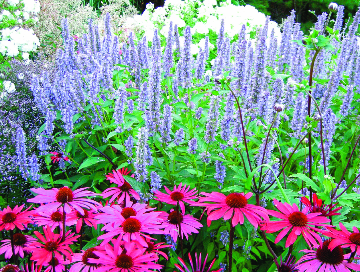 Brampton hosts “seedy” garden show