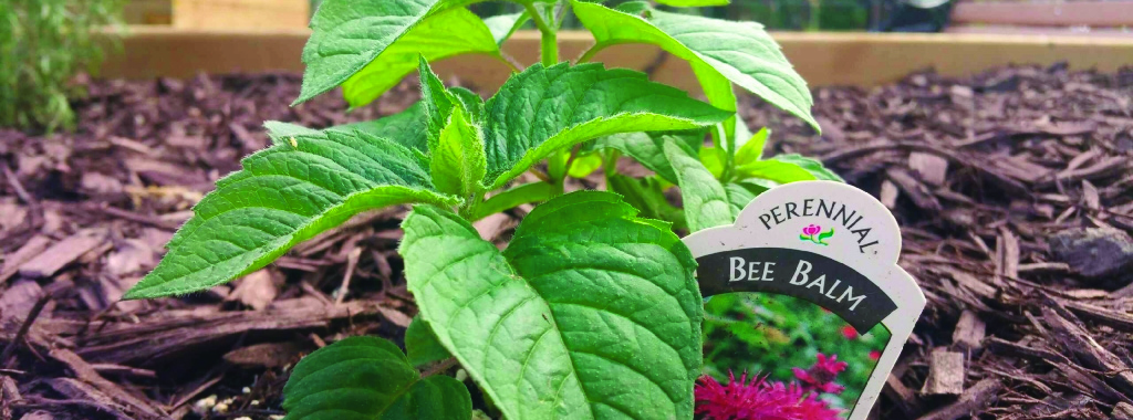 Brampton kicks off spring with “Seedy Saturdays”