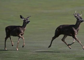 Covid-19 spread among white-tailed deer in US causes concern over new variants