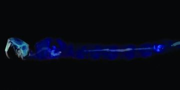 Zoologist resolves 100-year-old mystery of why this insect can float in water