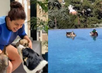 Priyanka Chopra shares video as ‘new pet’ ducks enjoy a swim in her Los Angeles home’s pool
