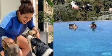 Priyanka Chopra shares video as ‘new pet’ ducks enjoy a swim in her Los Angeles home’s pool