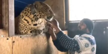 Indian doctor refuses to leave Ukraine without his pet jaguar and panther