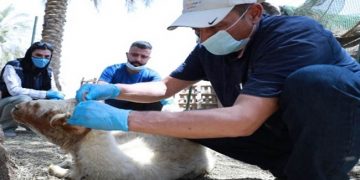 Explained: What Is The Deadly Nose-Bleed Fever Spreading In Iraq