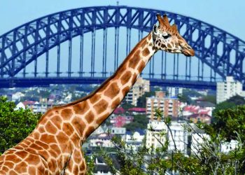 How did giraffe get its long neck? It was not always like this